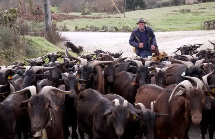 Pastor caminha atrás de rebanho de cabras de raça charnequeira beirã
